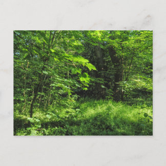 Waldlandschaft Postkarte