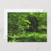 Waldlandschaft Postkarte (Vorne/Hinten)