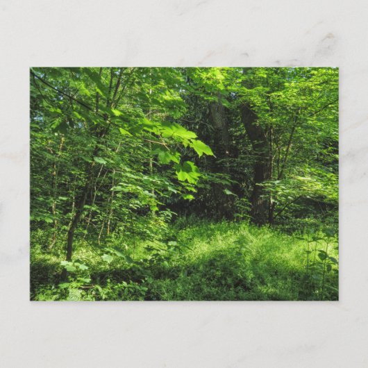 Waldlandschaft Postkarte (Vorderseite)