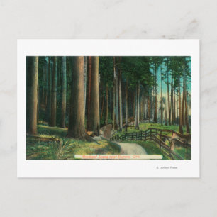 WaldlandszeneEugene, OR Postkarte