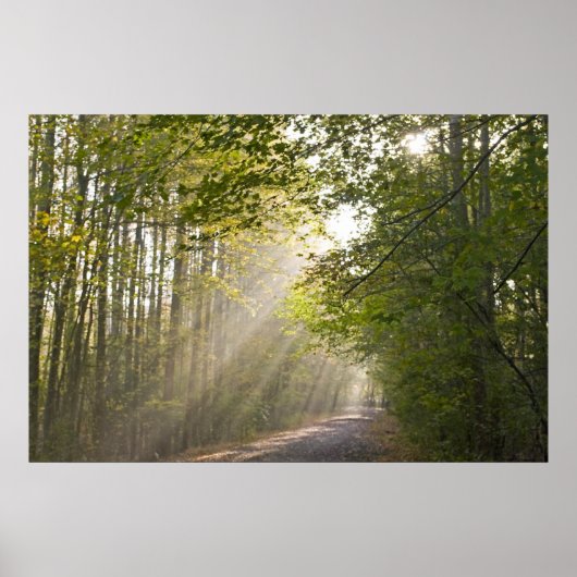 Waldlicht Poster (Vorne)
