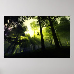 Waldlicht Poster