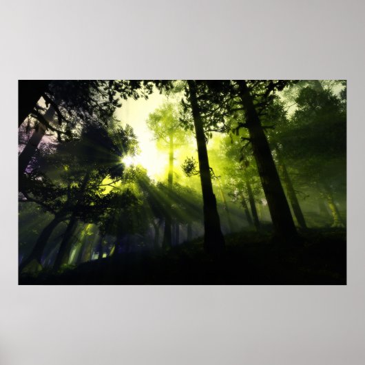 Waldlicht Poster (Vorne)