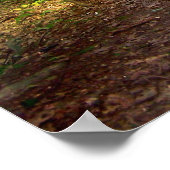 Waldlicht Poster (Ecke)