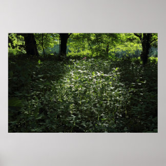 Waldlichter 01 poster