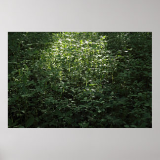 Waldlichter 02 poster