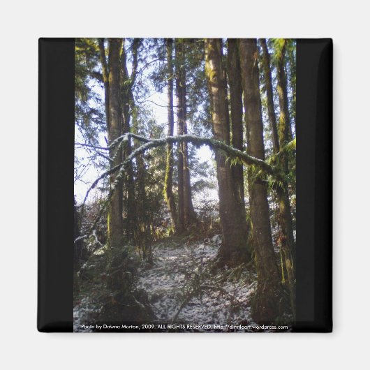 Waldlichter im Schnee #32 Magnet (Vorne)