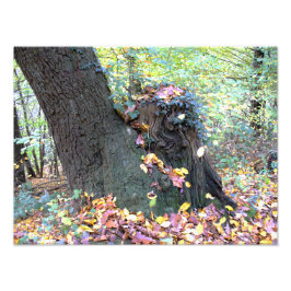 Waldmärchen Fotodruck