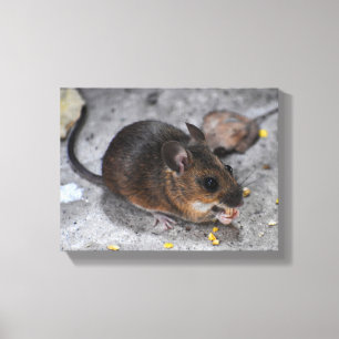 Waldmaus leinwanddruck