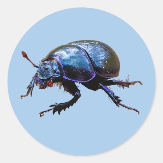 Waldmistkäfer Dor Beetle Blauer Dung Bug T-Shirt Runder Aufkleber (Vorderseite)