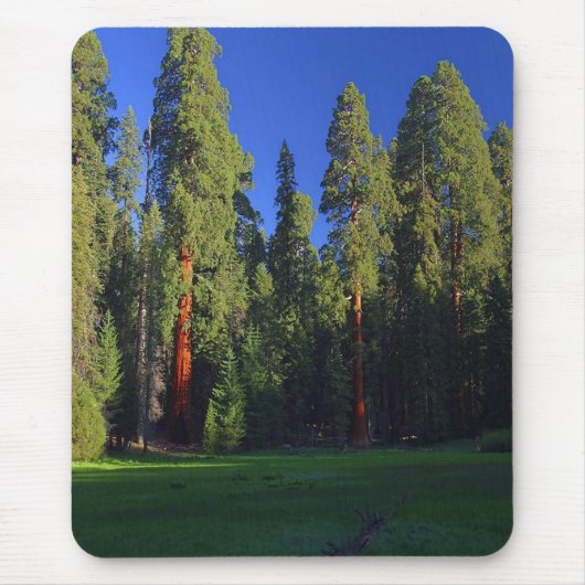 Waldmousepad Mousepad (Vorne)