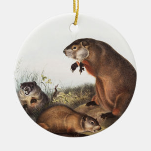 Waldmurmeltier (Arctomys monax) Illustration Keramik Ornament
