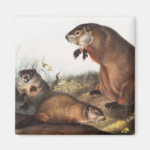 Waldmurmeltier (Arctomys monax) Illustration Magnet