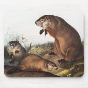 Waldmurmeltier (Arctomys monax) Illustration Mousepad