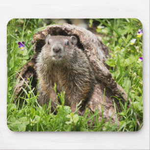 Waldmurmeltier in einem hohlen Baumstamm Mousepad