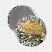 Waldmushrooms zur Koordination von Elementen Magnet (Vorderseite/Rückseite)