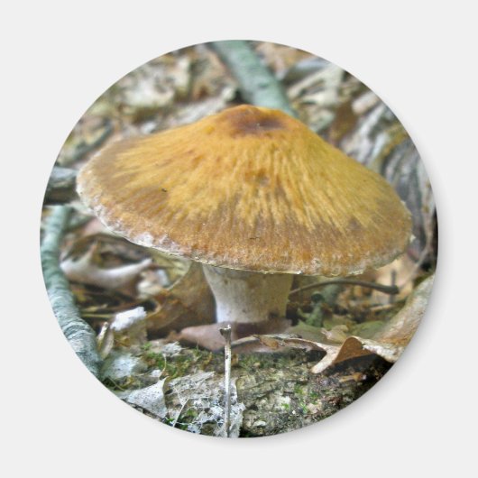Waldmushrooms zur Koordination von Elementen Magnet (Vorne)