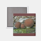 Waldmushrooms zur Koordination von Elementen Magnet (Vorderseite/Rückseite)