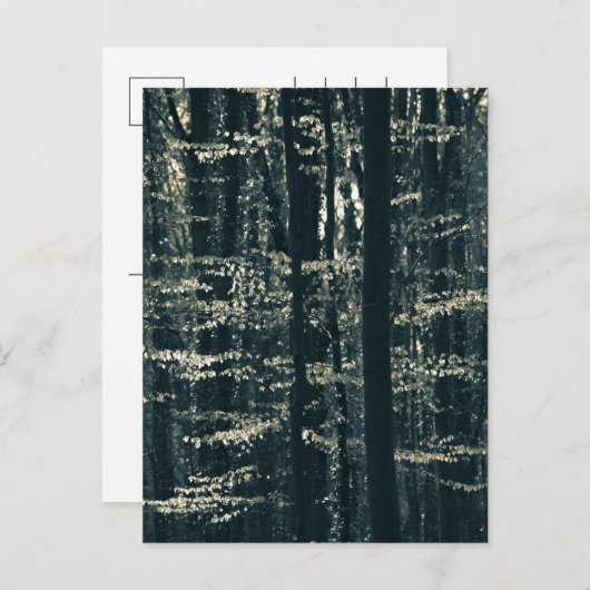 Waldnatur-Foto Feiertagspostkarte (Vorne/Hinten)