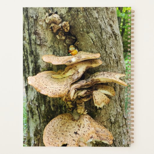 Waldnome im Pilzbaumhaus Planer (Rückseite)