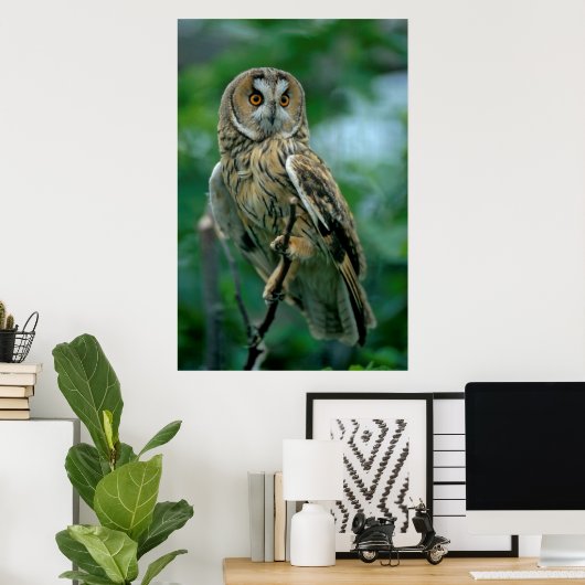 Waldohreule (Asio otus) sitzt auf Ast, Poster (Heimbüro)