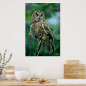 Waldohreule (Asio otus) sitzt auf Ast, Poster (Küche)