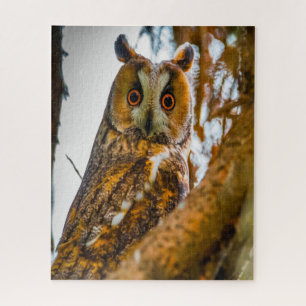 Waldohreule - Greifvögel. Puzzle