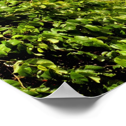 WALDORTE POSTER (Ecke)