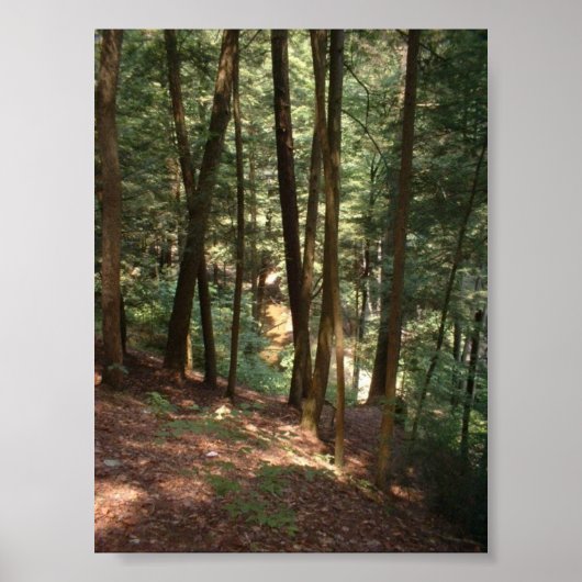 Waldparadies Poster (Vorne)