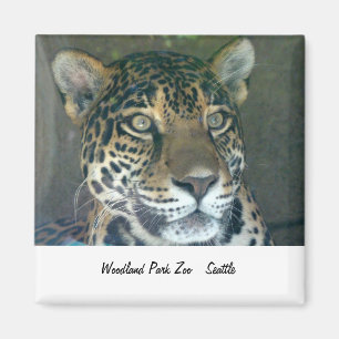 Waldpark-Zoo-Katzen-Magnet Magnet