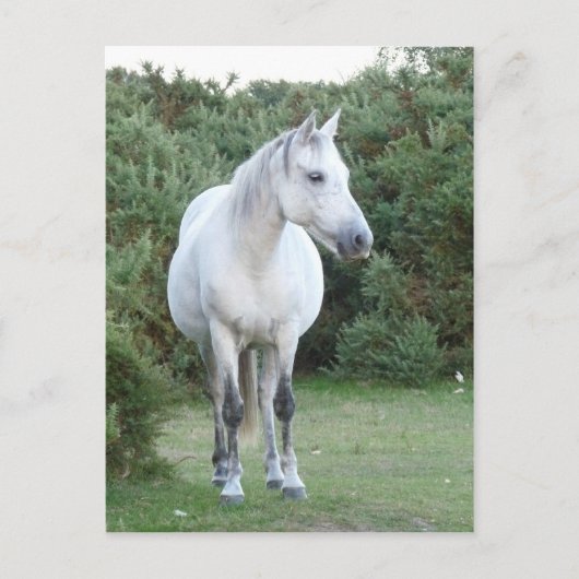 Waldpest Postkarte (Vorderseite)