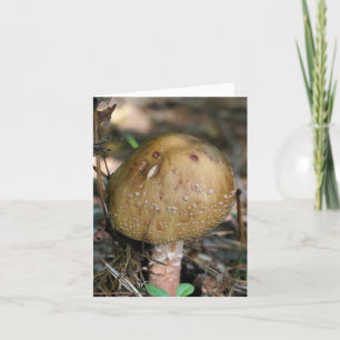 Waldpilz-Naturfotografie