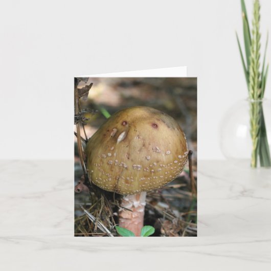 Waldpilz-Naturfotografie (Vorderseite)