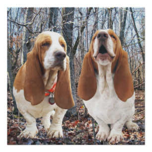 Waldplakat HeulensBasset Hound Poster