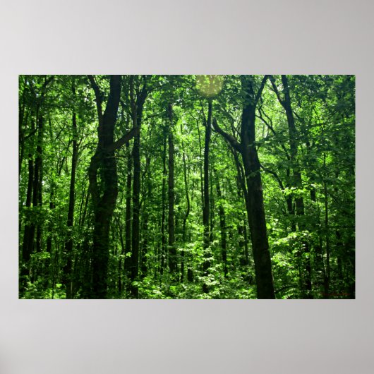 Waldposter #6182 poster (Vorne)