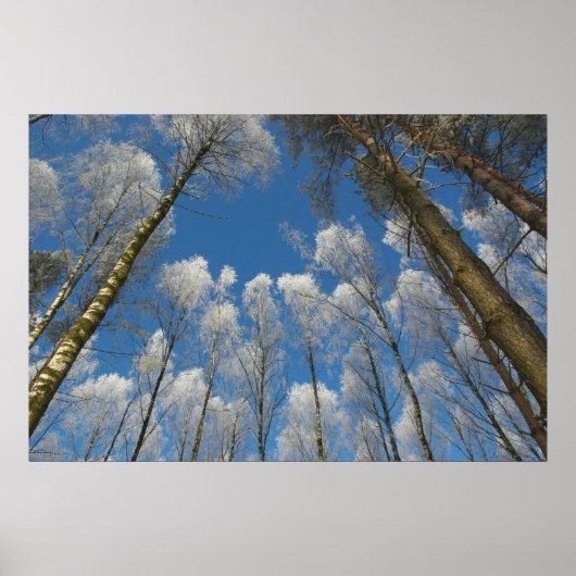 Waldposter, gefroren poster (Vorne)