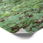 Waldposter Poster (Ecke)