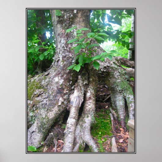 Waldposter Poster (Vorne)