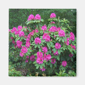 Waldrhododendron Magnet (Vorne)