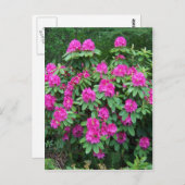 Waldrhododendron Postkarte (Vorne/Hinten)