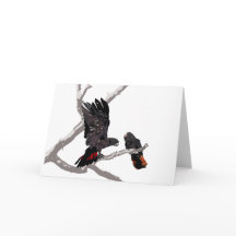 Waldrotes Schwarzkakadu