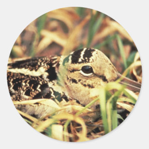Waldschnepfe auf Nest Runder Aufkleber