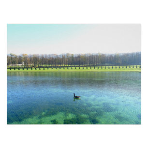 Waldsee. Gänse auf Wasser. Poster