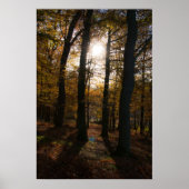 Waldsonne Poster (Vorne)