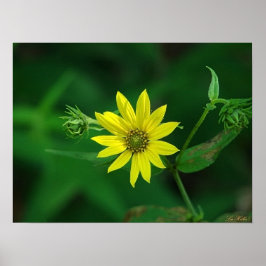Waldsonnenblume Wildblumen Poster