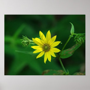 Waldsonnenblume Wildblumen Poster