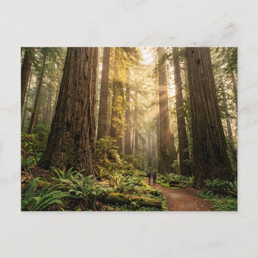 Waldspaziergang Postkarte (Vorderseite)