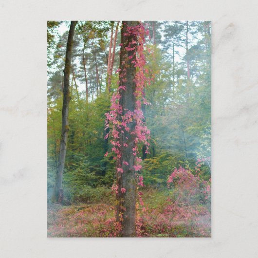 Waldstimmung - Leinwand Postkarte (Vorderseite)