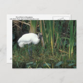 Waldstorch im Nationalpark Everglades Postkarte (Vorne/Hinten)
