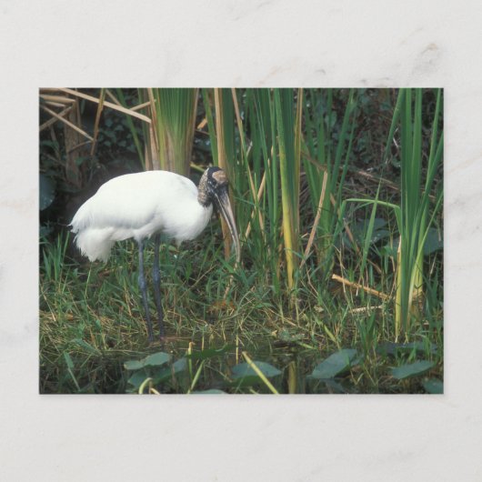 Waldstorch im Nationalpark Everglades Postkarte (Vorderseite)